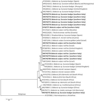 Molecular Detection of Babesia spp. (Apicomplexa: Piroplasma) in Free-Ranging Canids and Mustelids From Southern Italy